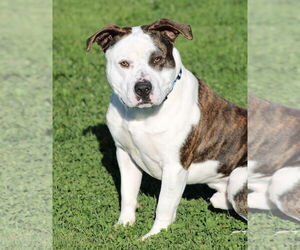 American Staffordshire Terrier Dogs for adoption in Petaluma, CA, USA