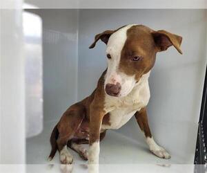 Labrador Retriever Dogs for adoption in Houston, TX, USA