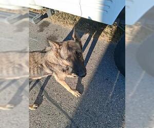 German Shepherd Dog-Unknown Mix Dogs for adoption in Houston, TX, USA