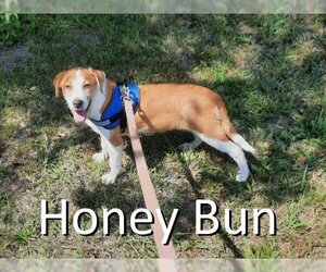 Mountain Cur-Unknown Mix Dogs for adoption in Mountain View, AR, USA