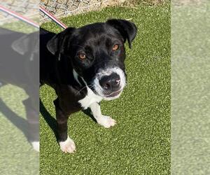 Labrador Retriever-Unknown Mix Dogs for adoption in Fayetteville, NC, USA