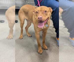 Labrador Retriever-Unknown Mix Dogs for adoption in Forestville, MD, USA
