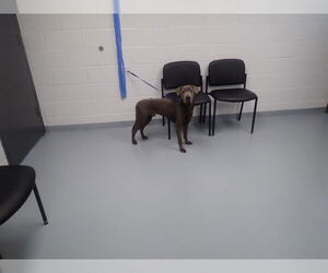 Labrador Retriever-Unknown Mix Dogs for adoption in St. Cloud, FL, USA