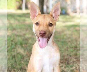 Shiba Inu Dogs for adoption in Fredericksburg, TX, USA