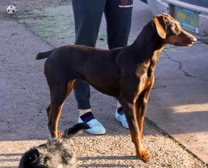Doberman Pinscher Dogs for adoption in Peralta, NM, USA