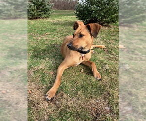 Basset Hound-Black Mouth Cur Mix Dogs for adoption in Wakefield, RI, USA