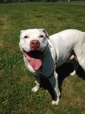 Bullypit Dogs for adoption in Virginia Beach, VA, USA