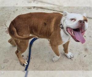 American Bulldog-Unknown Mix Dogs for adoption in San Antonio, TX, USA