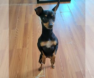 Miniature Pinscher Dogs for adoption in Apple Valley, CA, USA