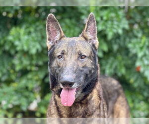 German Shepherd Dog Dogs for adoption in Tavares, FL, USA