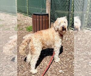 Goldendoodle (Miniature) Dogs for adoption in Waterford, VA, USA