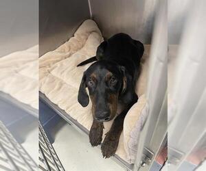 Doberman Pinscher-Plott Hound Mix Dogs for adoption in Santa Cruz, CA, USA