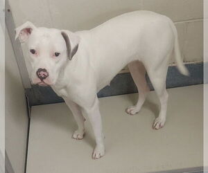 American Pit Bull Terrier Dogs for adoption in Glen Allen, VA, USA