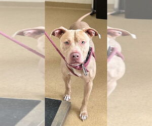 American Pit Bull Terrier Dogs for adoption in Derwood, MD, USA