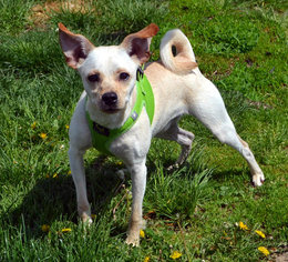 Chug Dogs for adoption in Akron, OH, USA
