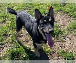 German Shepherd Dog-Siberian Husky Mix Dogs for adoption in Santa Cruz, CA, USA