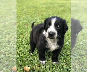Border Collie-Unknown Mix Dogs for adoption in New Orleans, LA, USA