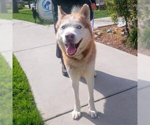 Siberian Husky Dogs for adoption in Long Beach, CA, USA