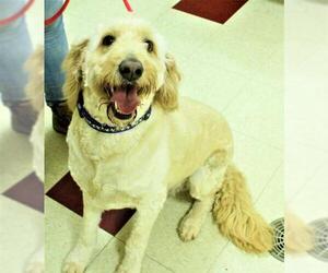 Goldendoodle Dogs for adoption in Waynesboro, PA, USA