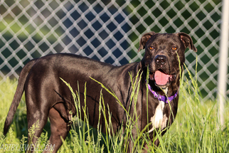 American Pit Bull Terrier-Great Dane Mix Dogs for adoption in Chouteau, OK, USA