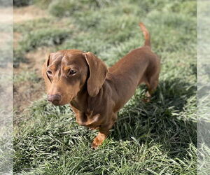 Dachshund Dogs for adoption in Hesperia, CA, USA