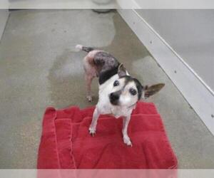 Rat Terrier Dogs for adoption in Temple, TX, USA