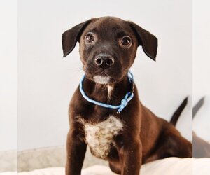 Borador Dogs for adoption in Sheridan, CO, USA