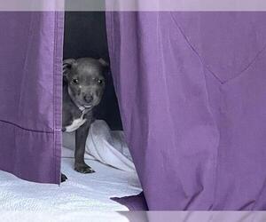 Mutt Dogs for adoption in Pasadena, CA, USA