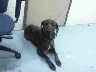 Plott Hound-Pointer Mix Dogs for adoption in Conroe, TX, USA