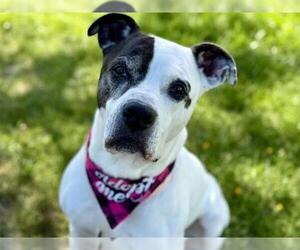 American Pit Bull Terrier-Unknown Mix Dogs for adoption in Pueblo, CO, USA