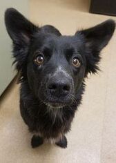 Dachshund Dogs for adoption in Seattle, WA, USA