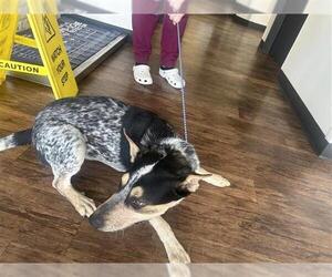 Mutt Dogs for adoption in Houston, TX, USA