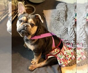 French Bulldog Dogs for adoption in Fair Oaks, CA, USA