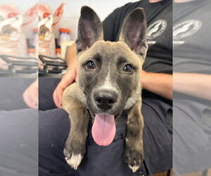 Mutt Dogs for adoption in Glen Allen, VA, USA