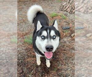 Alusky Dogs for adoption in Woodland, CA, USA