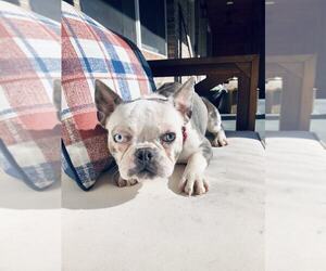 French Bulldog Dogs for adoption in Spring Lake, NJ, USA