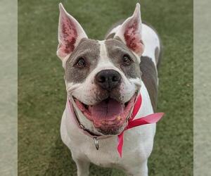 American Pit Bull Terrier-Unknown Mix Dogs for adoption in Las Vegas, NV, USA