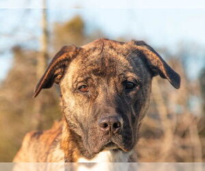Mastiff-Unknown Mix Dogs for adoption in San Andreas, CA, USA