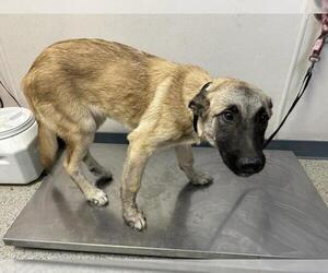 German Shepherd Dog-Unknown Mix Dogs for adoption in Visalia, CA, USA