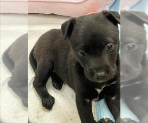 Mutt Dogs for adoption in Tracy, CA, USA