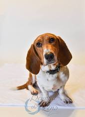 Medium Photo #1 Basset Hound Puppy For Sale in Oxford, MI, USA