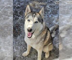 Siberian Husky Dogs for adoption in Frisco, CO, USA