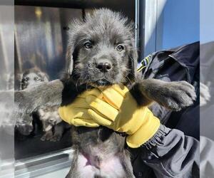 German Wirehaired Pointer-Unknown Mix Dogs for adoption in San Antonio, TX, USA