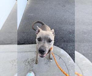 American Pit Bull Terrier Dogs for adoption in Louisville, KY, USA