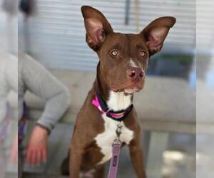 Rhodesian Ridgeback-Unknown Mix Dogs for adoption in Las Vegas, NV, USA