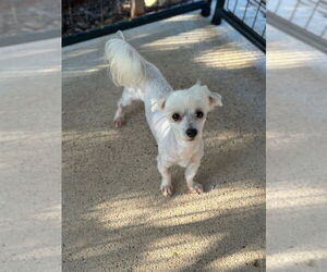 Maltese Dogs for adoption in Oak Bluffs, MA, USA