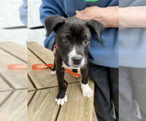 American Staffordshire Terrier-Labrador Retriever Mix Dogs for adoption in Brewster, NY, USA