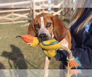 Coonhound-Unknown Mix Dogs for adoption in Chestertown, MD, USA