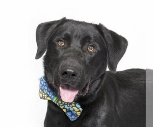 Labrador Retriever Dogs for adoption in Santa Maria, CA, USA