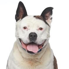 American Bulldog Dogs for adoption in Los Angeles, CA, USA
